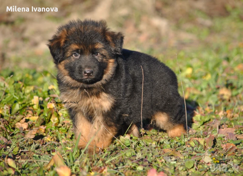 Немски овчарки с ДЪЛЪГ косъм , снимка 1