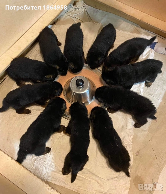 Немски Овчарски Кучета Доставка , снимка 1