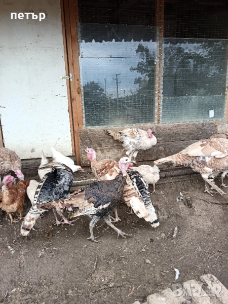 Пуйки , снимка 1