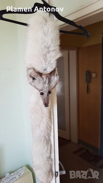 Яка от цяла сребърна лисица, снимка 1