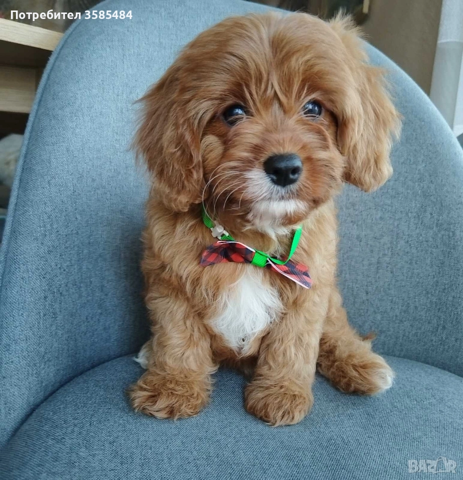 Cavapoo/Mini poodle , снимка 1