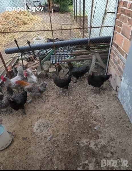 Ярки Маран, снимка 1