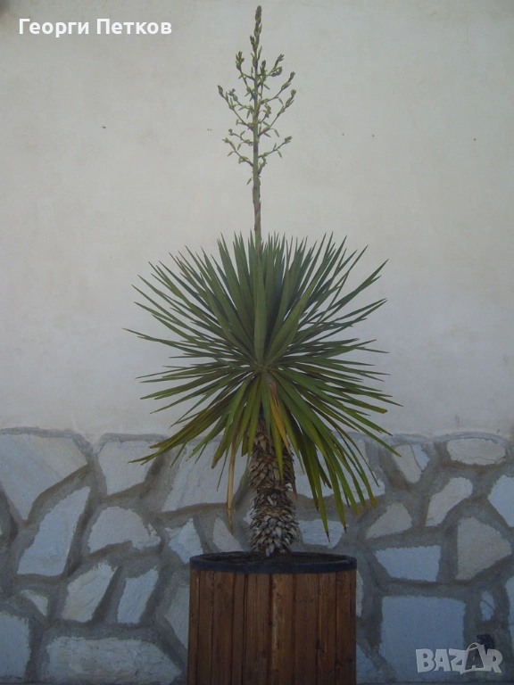 Студоустойчива палма Юка,дворна, снимка 1