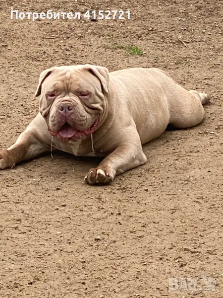 Американско Були , снимка 1