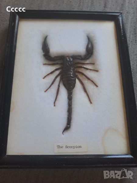 Препариран черен скорпион в рамка , снимка 1