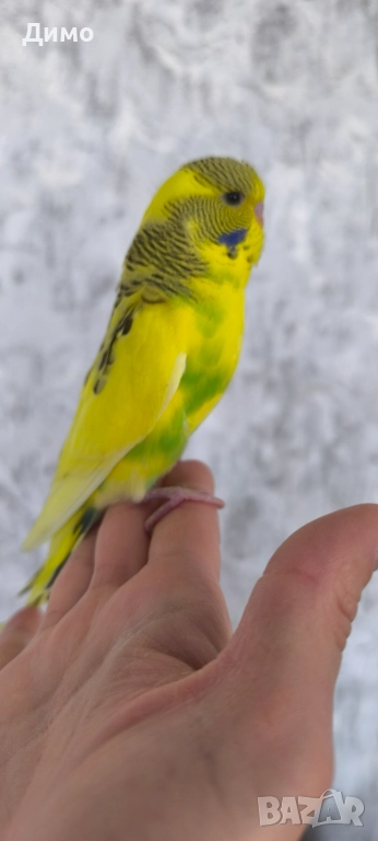 Изложбено вълнисто бебе, снимка 1