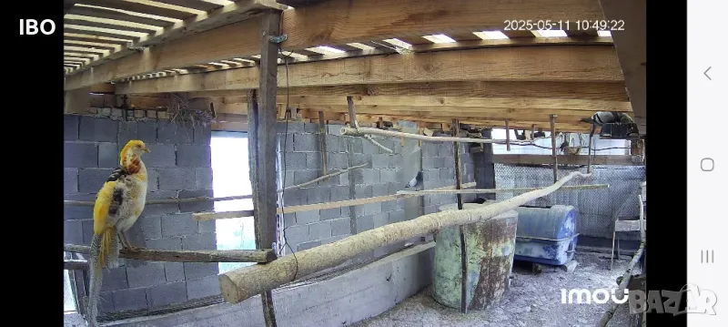 диамантени гугутки шарени жълтозлатни фазани червенозлатни гълъби спортни пощи, снимка 1