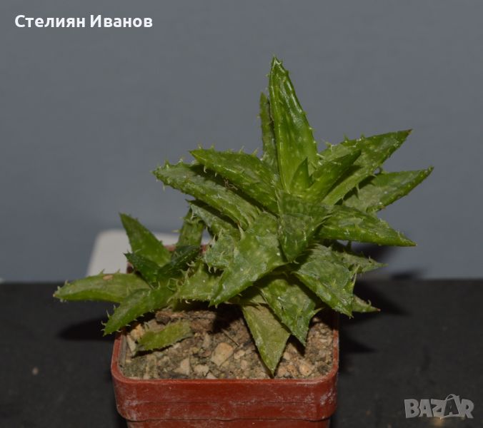 Алое (Aloe juvenna), снимка 1