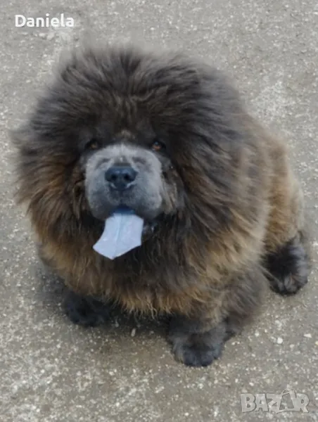 Продава се Сиво Мъжко Чау Чау, снимка 1