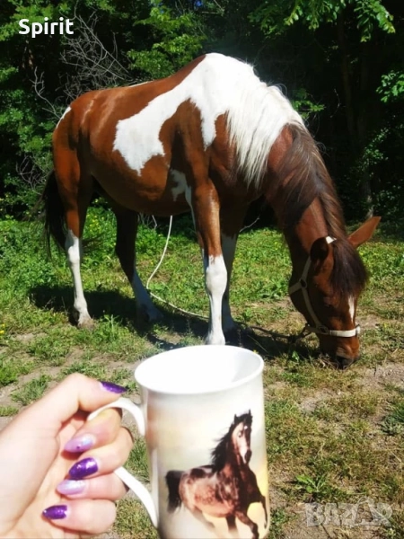 Ездитна кобила пинто Алгара, снимка 1