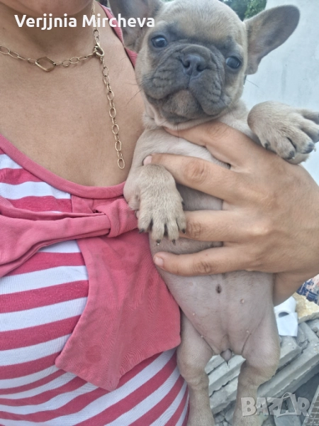 Френски булдог , снимка 1