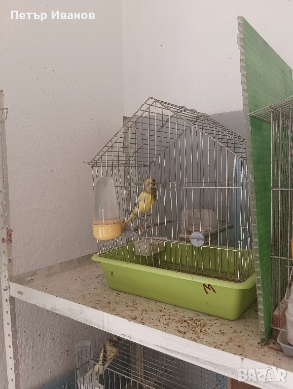 Канарчета млади 2025г. и 2024г., снимка 1