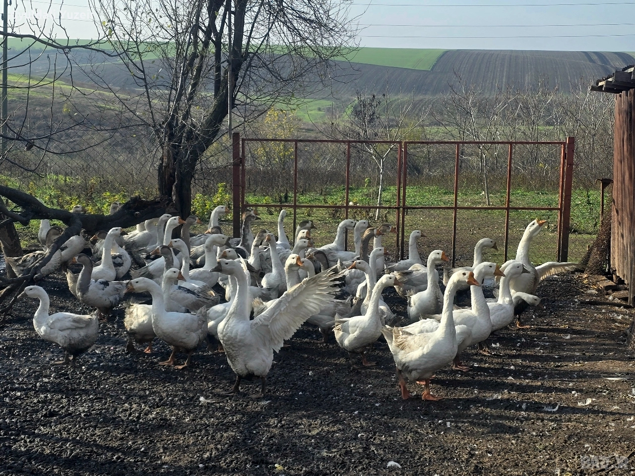 Продавам домашни гъски., снимка 1