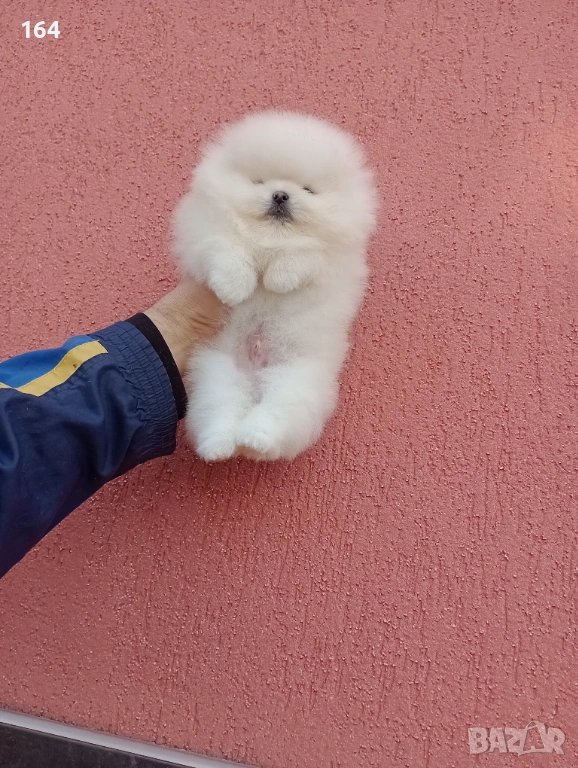 Бяло меченце. Померан. Реални снимки !, снимка 1