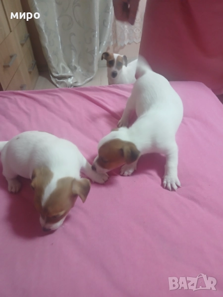 Продавам малки джак ръсел, снимка 1