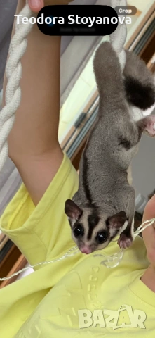 Захарна катерица, снимка 3 - Други животни - 53945237