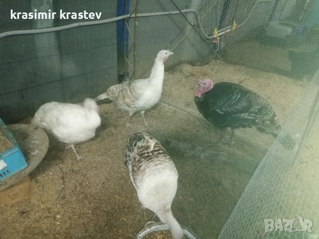 три пуйки и един пуяк, снимка 2 - други­ - 53512198