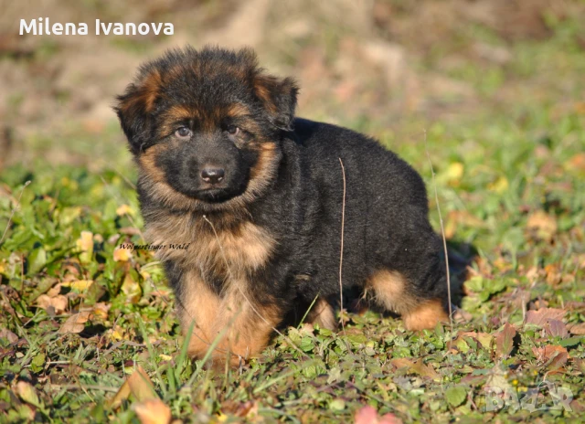 Немски овчарки с ДЪЛЪГ косъм , снимка 1