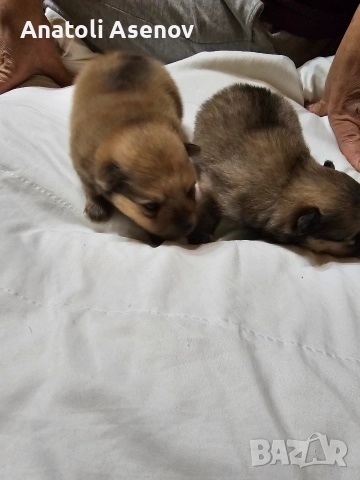 Мини немски шпиц-Померан, снимка 9 - Шпиц - 52797251