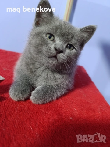 Продавам прекрасно правоухо шотландско момиченце!, снимка 4 - Британска късокосместа - 54075466