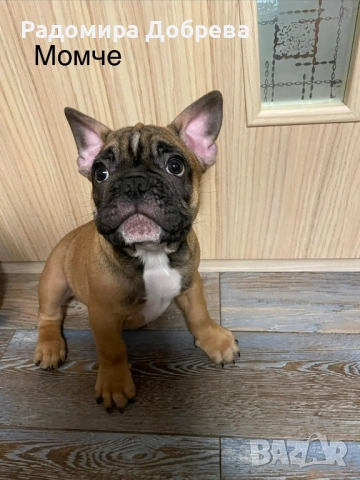 Френски булдог, снимка 6 - Френски булдог - 53711301