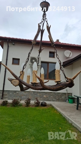 Красив полилей от еленски рога , снимка 4 - Полилеи - 54169100