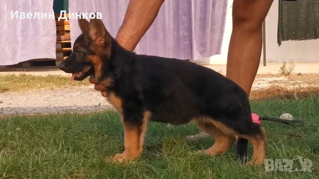 Немски овчарки с родословие от развъдник в Бургас , снимка 1 - Немска овчарка - 46749785