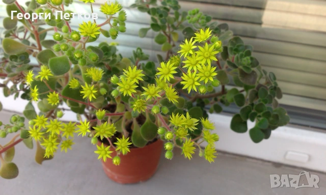 Дърво на Парите (Айхризон)