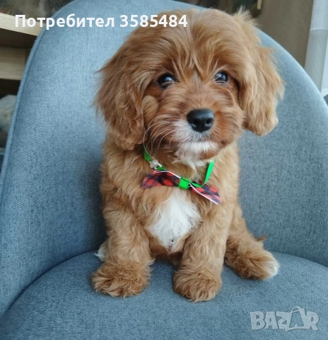 Cavapoo/Mini poodle 