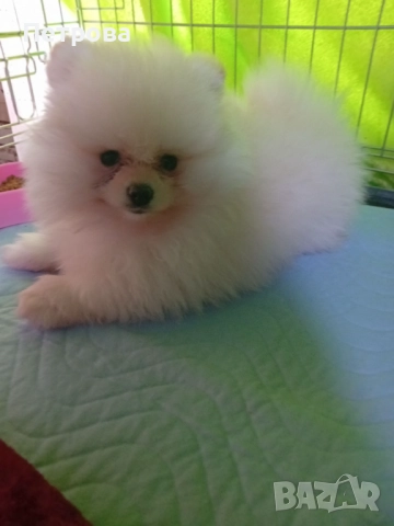 Мини померанчета момченца, снимка 3 - Померан - 52473539