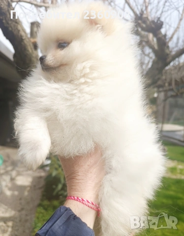 Померан, померанче, снимка 6 - Померан - 53483335