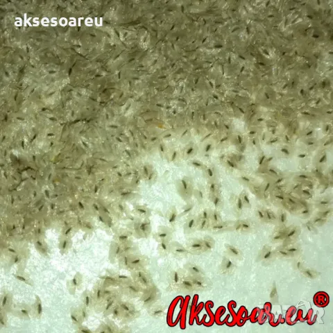 400 Качествени семена от медоносно дърво пауловния томентоса за пчелари дървен материал и сянка , снимка 2 - Сортови семена и луковици - 50391176