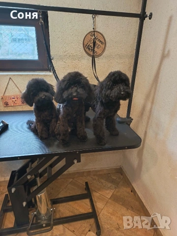 Мини пуделчета, снимка 8 - Пудели - 52762580