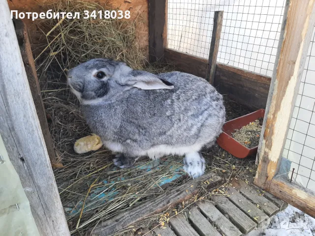 продавам зайци - различни породи и възрасти, снимка 18 - Други животни - 49253579