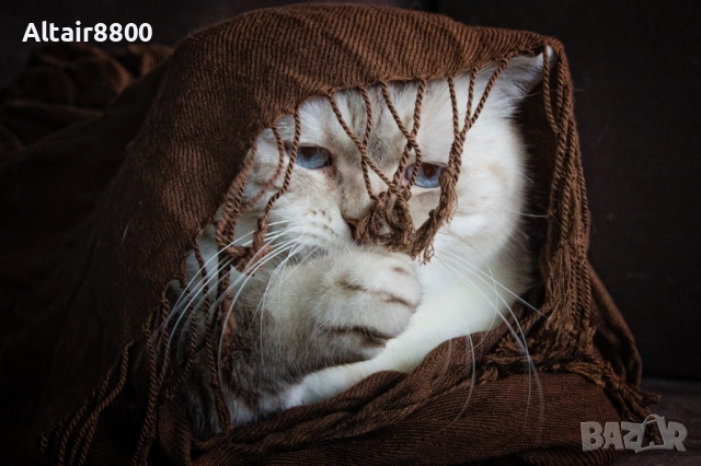 Tamron 18-270mm f/3.5-6.3 Di II VC PZD EF-S обектив Канон, снимка 11 - Обективи и филтри - 52517996