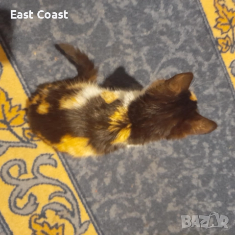 Малко сладко коте/котенце търси своя дом спешни във Варна, снимка 8 - Други - 52672571