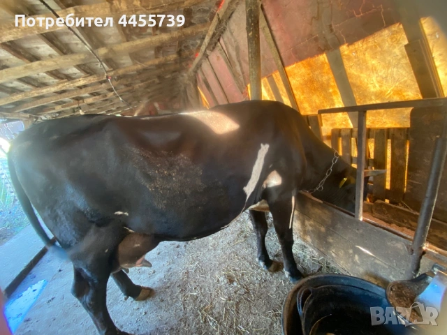 Продава се млада крава, снимка 3 - Крави - 53662538