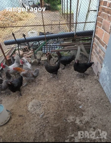 Ярки Маран, снимка 1