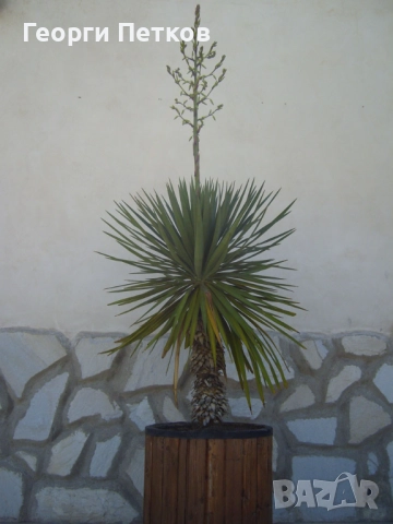 Студоустойчива палма Юка,дворна