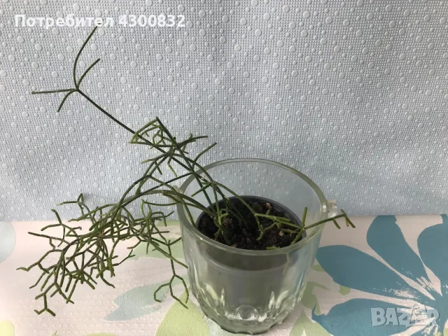 Рипсалис / Rhipsalis кактус/сукулент, снимка 4 - Стайни растения - 48660254