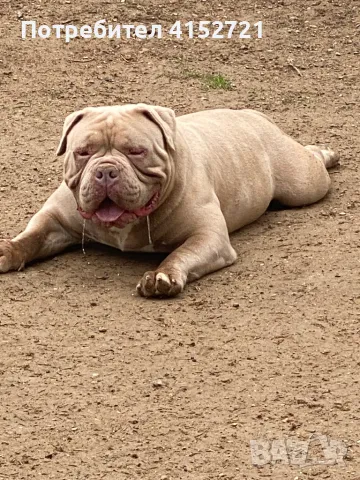 Американско Були , снимка 1