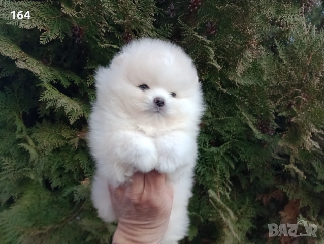 Мъжки мини Померанче. Реални снимки от 12.01.26 г. , снимка 3 - Померан - 53128256