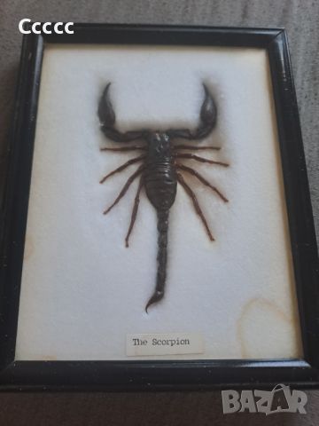 Препариран черен скорпион в рамка , снимка 1 - Други ценни предмети - 46416608
