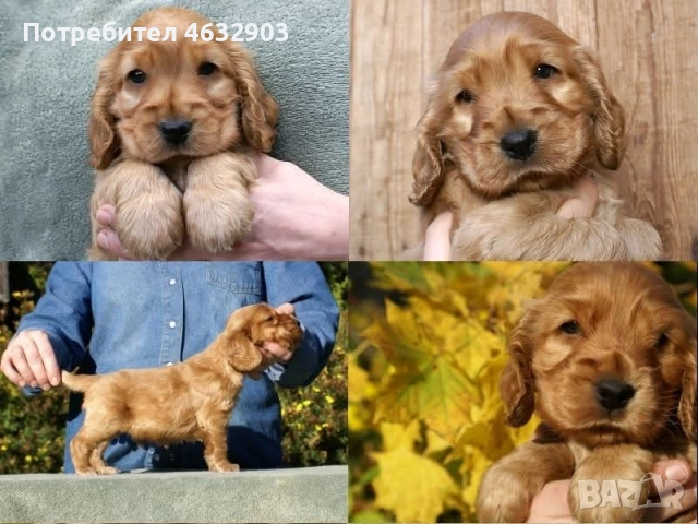 кокер шпаньол чистокръвно момче , снимка 2 - Кокер шпаньол - 52678801