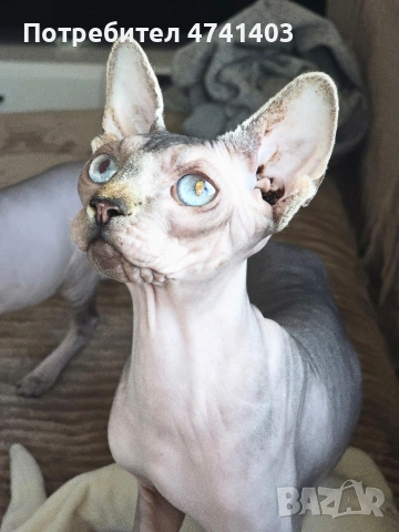 Котенца Канадски Сфинкс, снимка 11 - Други - 53527343