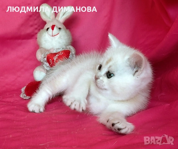 Шотландски мъжко женско 