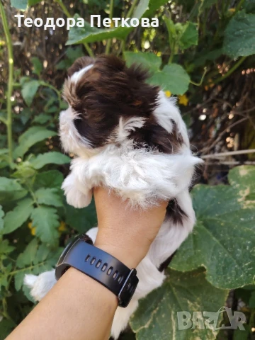 мини йоркширски териер биро , снимка 1