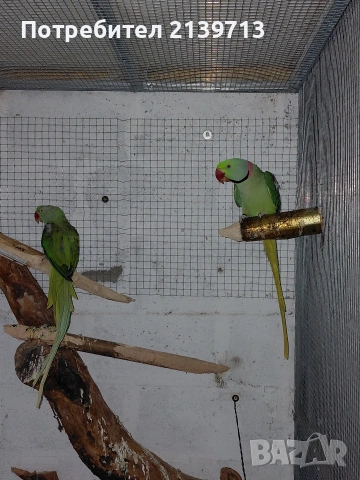 Продавам двойка Голям Александър, снимка 3 - Папагали - 54220545