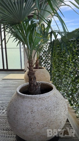 Кашпи с палми, снимка 3 - Саксии и кашпи - 51912631