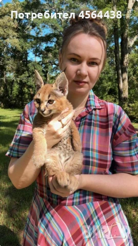 Наличен сервал каракал f1 Каракал със савана f1 котенца, снимка 8 - Други - 51364847